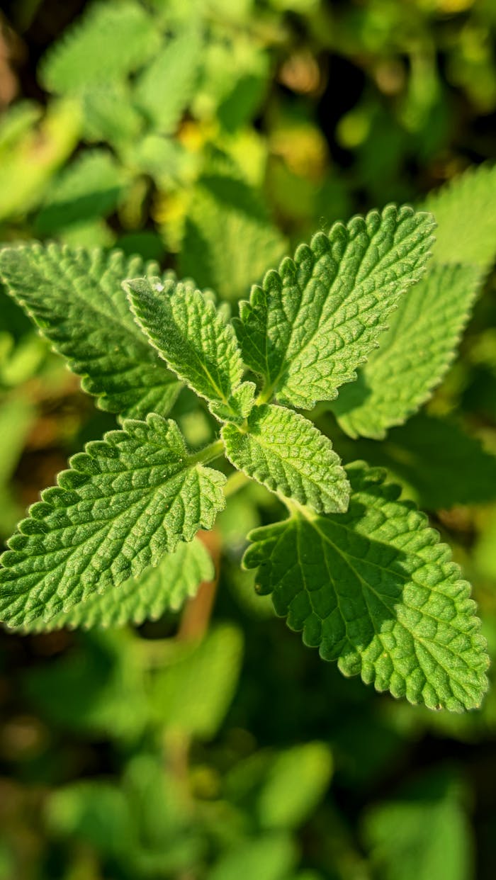 Close-up of lush green catnip leaves (Nepeta cataria) basking in sunlight.